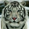 Tthe$Philosopher's profile picture