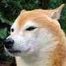 Profilbild von 🐬野生のポチ🐕