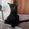 いと _ 困り眉の黒猫's profile picture