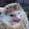 Фото профиля 🇨🇷 🦔針💮HedgehogFury🌺鼠 「🇯🇵語」