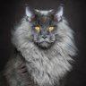 lechat 的头像