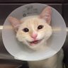 Maxx Meow 的头像