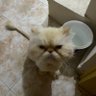 dalgadenizde's profile picture