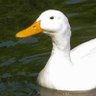 Señor lechuga profil fotoğrafı