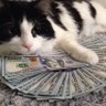 Earning Catalyst's profile picture