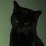 Фото профиля gato🔞