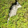 Profilbild von Opossum