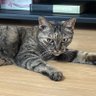 Фото профиля コユキママ
