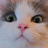 Фото профиля 愛ちゃん(私の猫見て見ておばさん)