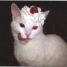 Profilbild von Xander
