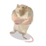 Ratthew 的头像