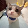 Wilsonpopopo 的头像