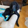 Stewartpoodleprince profil fotoğrafı
