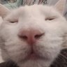 Out of context cats's profile picture