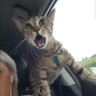 Profilbild von cookies