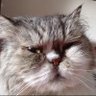 Profilbild von comeonyoupurrs