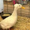 Profilbild von DuckWashington