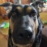 Dave R's profile picture
