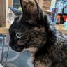 ケンタ profil fotoğrafı