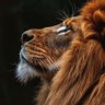 𝓜𝓸𝓷𝓼𝓲𝓮𝓾𝓻 𝓗𝓮𝓶𝓵𝓮̀ 👔🦁🇨🇲's profile picture