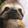 Profilbild von SlothSaGe
