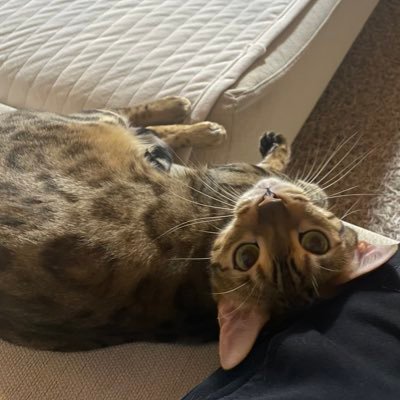 PtQnk's profile picture