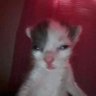Profilbild von Town