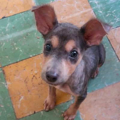 𝙷𝚎𝚕𝚊 𝙼𝚘𝚛𝚎 🐶's profile picture