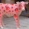 stroberi rasa sapi profil fotoğrafı