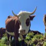 Profilbild von Dr Edgar Allan Cow 🌹🌻
