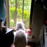 一只心在外的宅猫(互fo💯) profil fotoğrafı