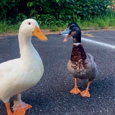 あひるのぴ~たん&合鴨のルーシー's profile picture