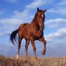 Фото профиля Horse Racing Forecast