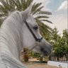 ✰﮼بنت،مطير ✰'s profile picture