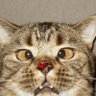 Profilbild von yoni