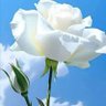 afnan. R. Ebrahim 的头像