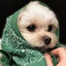 Profilbild von Noriko To Norio