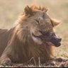 Joe King profil fotoğrafı