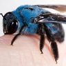 Bluebees 的头像