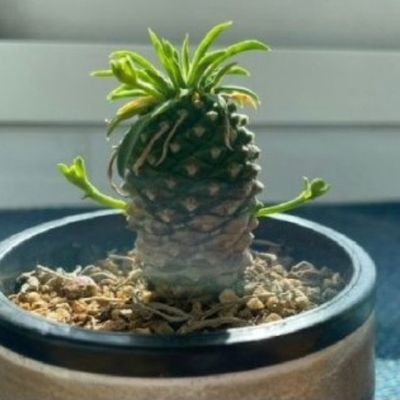 cactusO3O's profile picture