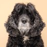 The Dog's profile picture