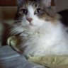 アッキーセブン profil fotoğrafı