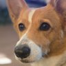 Фото профиля WiseCorgi