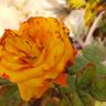 Фото профиля premprkash bairea