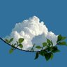 Sanqing's profile picture