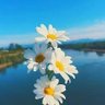 SU profil fotoğrafı