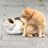 デルピエロとし 的头像