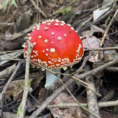 Nature Photography's profile picture