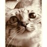 mkruchirunn profil fotoğrafı