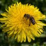 Profilbild von ToBEEorNOT2BEE